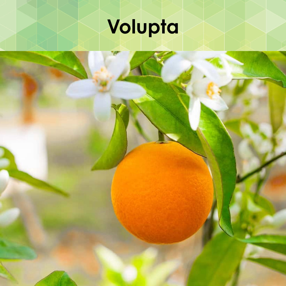 Volupta Citrus Patchouli And More Scented Fragrance Oil Aroma Retail volupta-citrus-patchouli-and-more-scented-fragrance-oil-aroma-retail