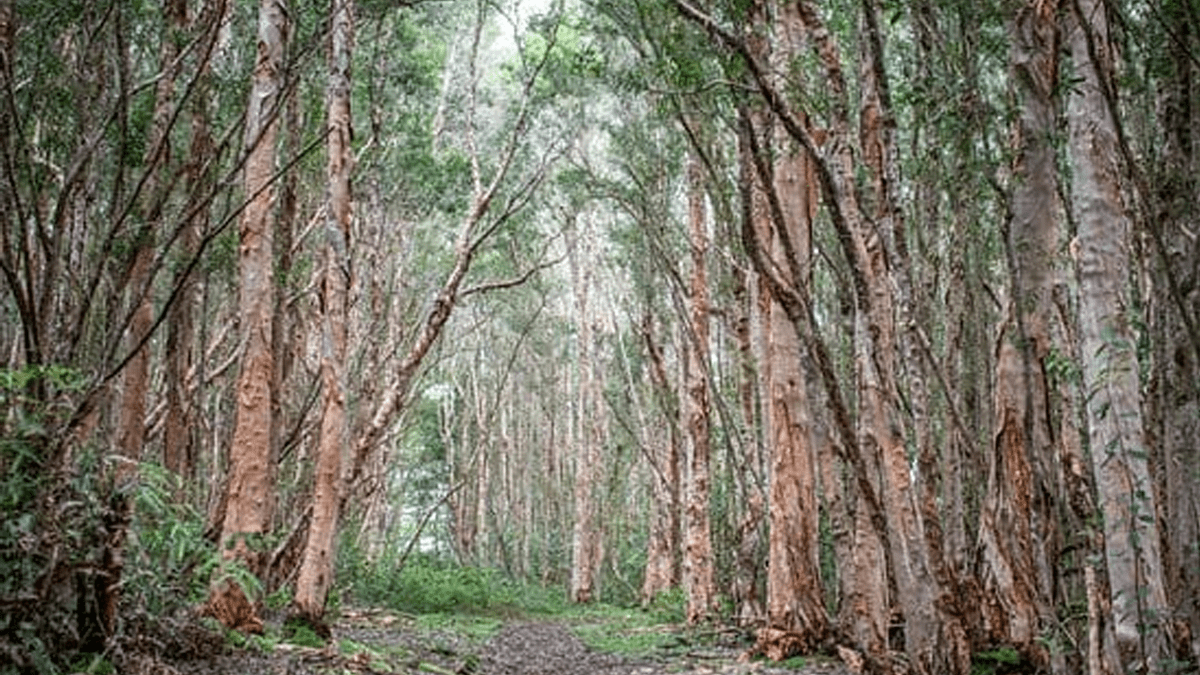 Eucalyptus Forest by Aroma Retail