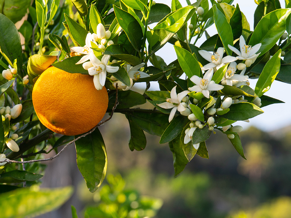 Orange Blossom Neroli - Aromachology / 1 Gallon Linen Spray Refill