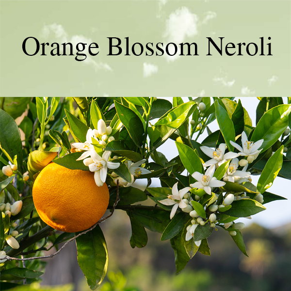Orange Blossom Neroli