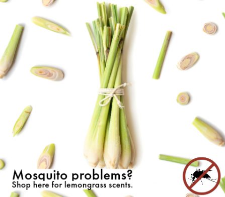 Mosquitoes and Lemongrass-10